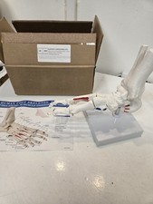 Anatomical Foot Skeleton