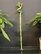 60cm Lucky Bamboo Canes