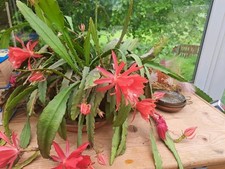 epiphyllum Xmas Cactus Rooted Cutting