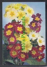 Nature Postcard - Flowers - Polyanthus SW3939