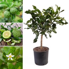 Kaffir Lime Citrus Half-Hardy