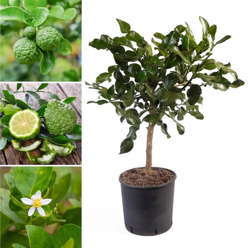 Kaffir lime citrus half - lime, half-hardy