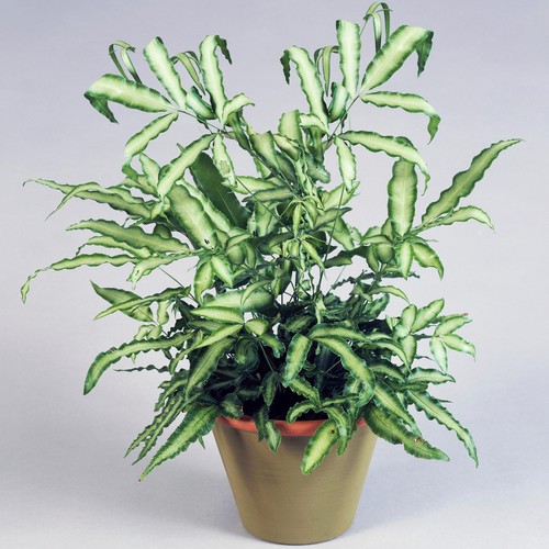 Pteris albolineata best - |,