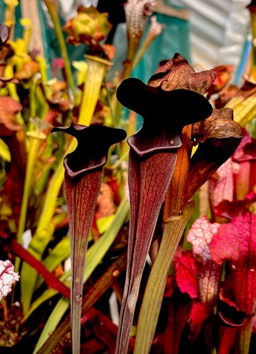 Sarracenia alata black tube - tube, de