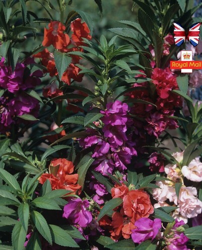 Impatiens seeds double - 50,