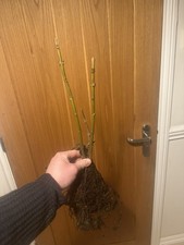 paulownia tomentosa Bare Root