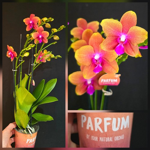 Phalaenopsis bronze buddha 3 - phalaenopsis,
