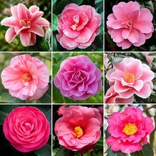 Pink Camellia Shrub | Vibrant