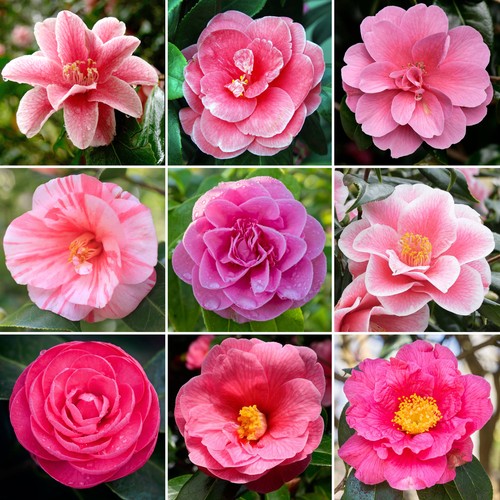 Pink camellia shrub vibrant - pink, |