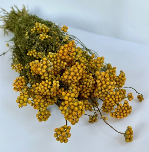 Natural dried flowers yellow - dried,