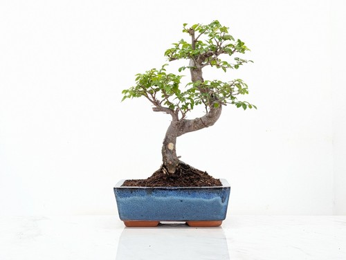 Chinese elm bonsai and - chinese,
