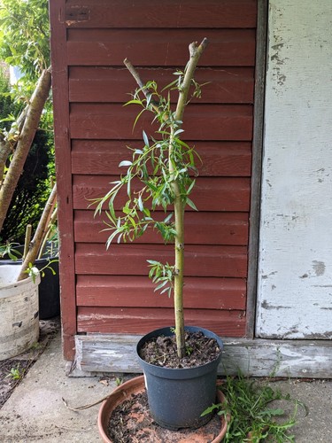 3ft tall golden - weeping, willow