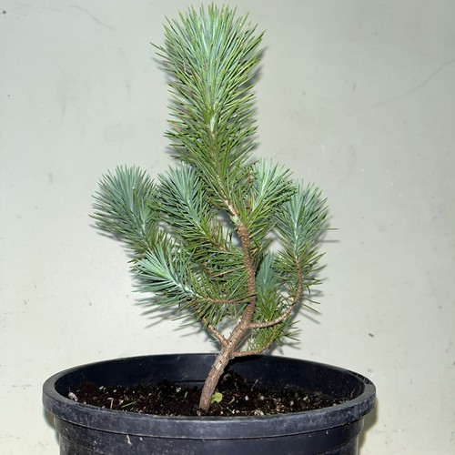 Stone pine umbrella - pine/umbrella,