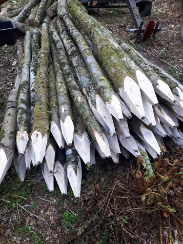 Strainer posts 8ft chestnut - posts,