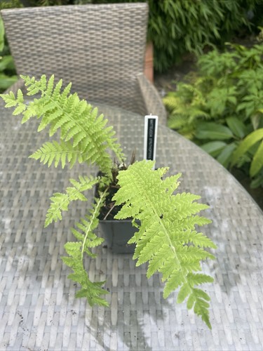 Fern matteuccia struthiopteris - fern,