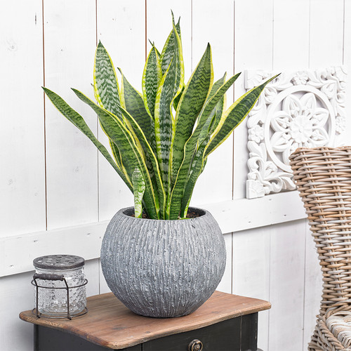 Sansevieria laurentii plant - sansevieria,