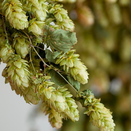 Slim dried hop - dried, direct