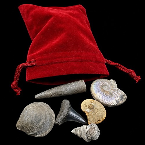 Mixed british fossils velvet - mixed,
