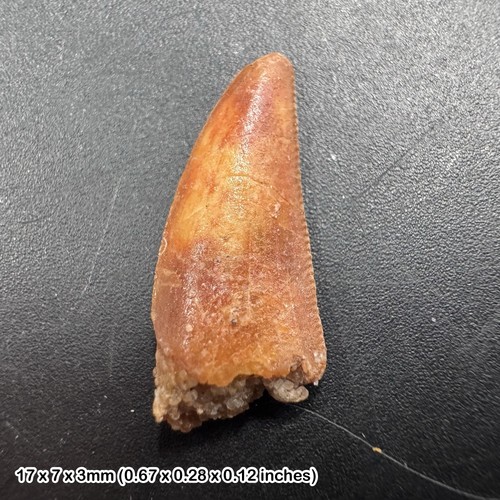 Genuine raptor dinosaur tooth