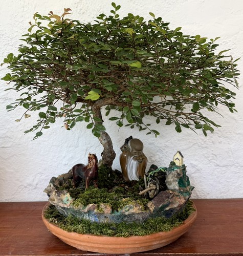 Bonsai tree chinese elm forest - chinese,