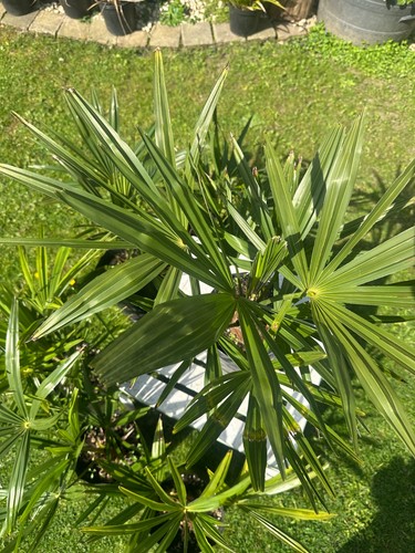 Trachycarpus fortunei - trachycarpus,