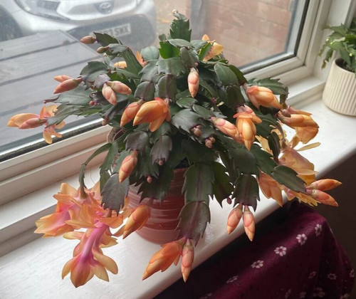 Magnificient orange christmas