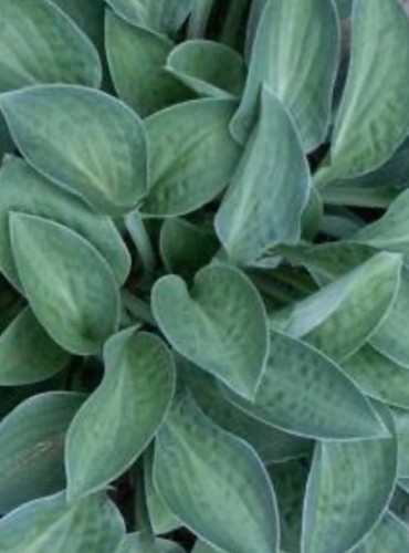 Hosta abiqua trumpet - hosta,