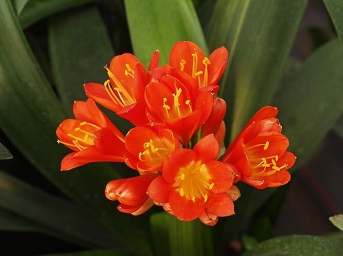 Clivia miniata terracotta - miniata,