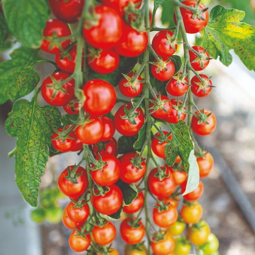 Tomato plug plants sungold - tomato,