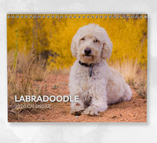 Labradoodle Calendar 2026