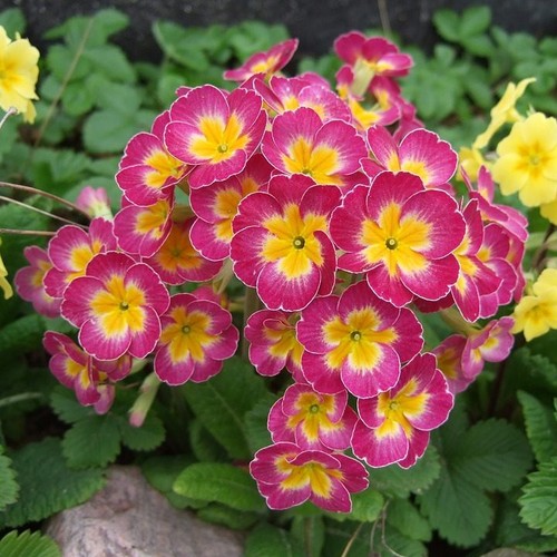 Primula mala pink 100 seeds - mala,