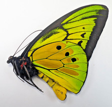 Ornithoptera goliath procus, male  | Seram | A1 | CITES UK | current photo