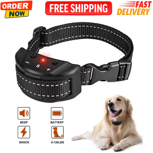 Pet dog training - training, collar