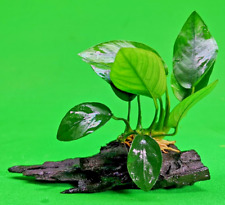 ANUBIAS NANA ON WOOD bogwood