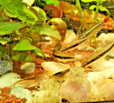 Aquarium Snowflake Shrimp