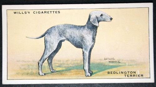 Bedlington terrier vintage - bedlington,