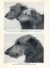 SCOTTISH DEERHOUND HEAD STUDIES OF NAMED DOGS OLD ORIGINAL 1934 DOG PRINT PAGE
