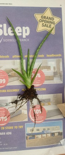 Aloe vera plant - plant, houseplant
