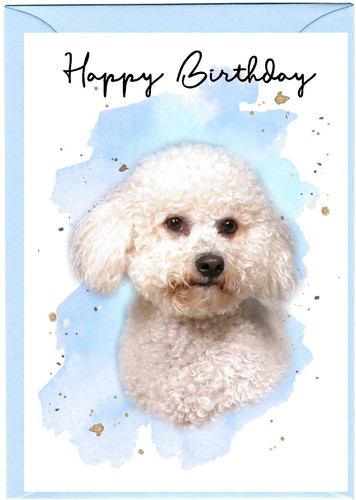 Bichon frise dog - frise,