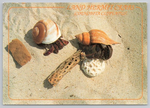 Land hermit crabs coenobita - land,
