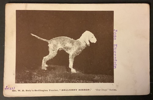 Antique dog postcard - ,