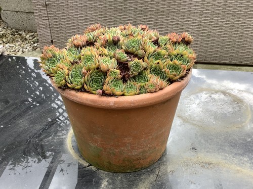Small rustic terracotta - small,