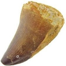 MOSASAURUS TOOTH MARINE