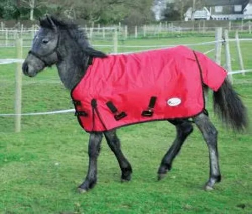 Rhinegold foal konig - konig, outdoor