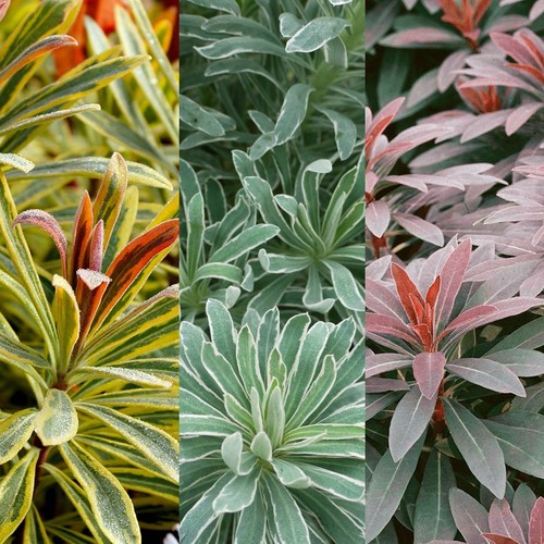 Euphorbia plant collection - euphorbia, 3