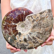 4.25LB of natural color conch fossils from Madagascar