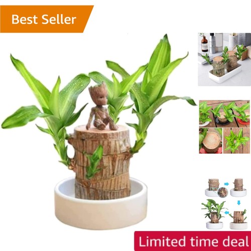 Brazilian wood plant - brazilian,