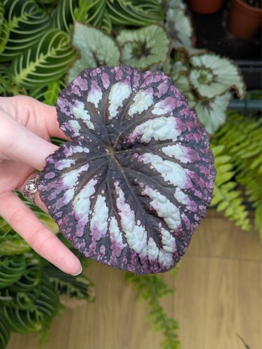 Begonia fireworks fresh - fireworks,