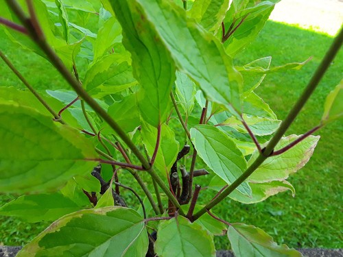 Cornus alba spaethii dogwood - cornus,