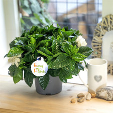 FRAGRANCE GARDENIA JASMINOIDES CAPE JASMINE HOUSE FLOWER INDOOR PLANT @ 12CM POT